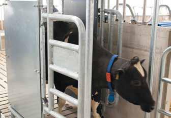 Lehmien hallinta Vapaa lehmäliikenne, lypsy ensin tai ruokinta ensin, täydennetty tai varsinainen seosrehuruokinta, laidun