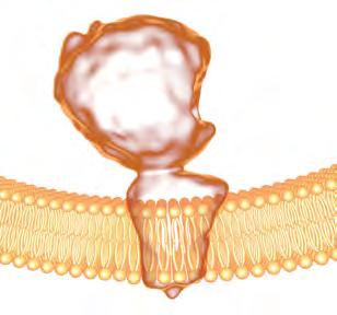 80