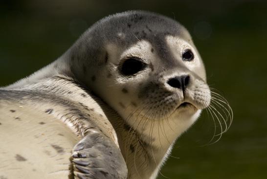 En jätä jälkiä tai roskia luontoon enkä riko saaristoluonnon rauhaa.