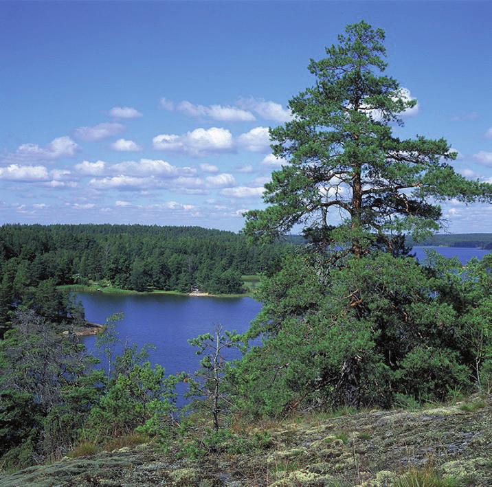 Kuva 3. Maisema Tammisaaren saaristosta. Kuva: Erkki Oksanen. Vuonna 2005 Tapio ja Metsähallitus käynnistivät hankkeen Metsien kulttuurinen ulottuvuus (Virtanen ja Matila 2006).