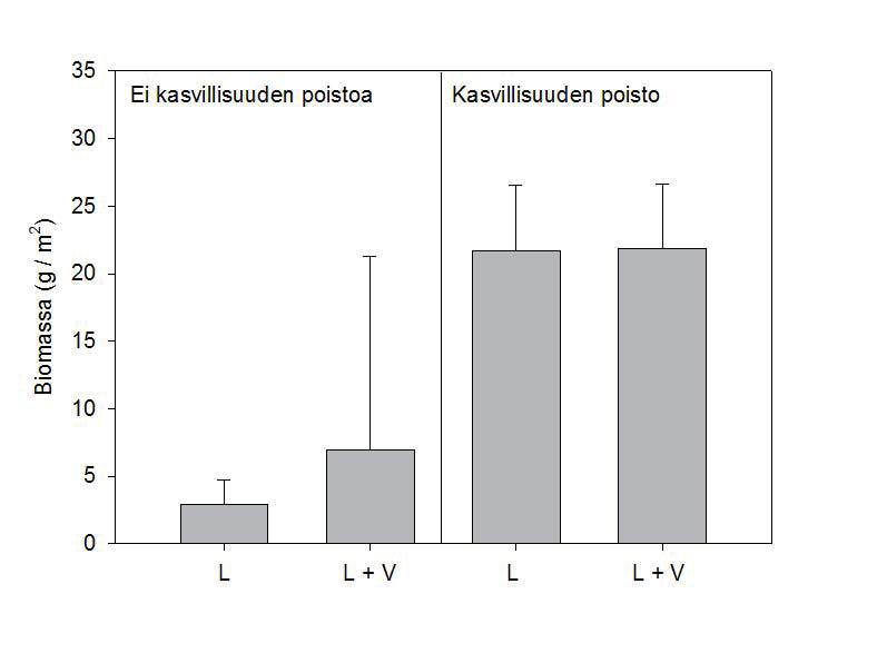 Kuva 2. Vieraslajien siementaimien biomassa (± S.E.) kokeessa, jossa faktoreina olivat kasvillisuuden poisto, lannan lisäys (L) ja varpujen siemenlisäys (V).