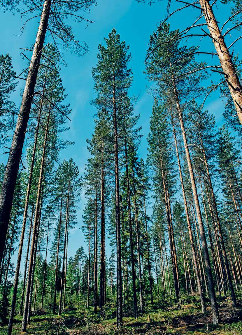 Metsänlannoitus on hyvä sijoitus Kangasmetsien lannoitus tuottaa erinomaisesti. Parhaita kohteita ovat puolukka- ja mustikkatyypin harvennetut havupuustot.