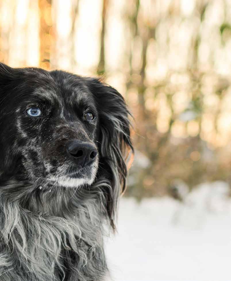 JOPA 75% LIHAA 1/3 TUORETTA W HOLEPREY SUHTEESSA TUORETTA JA PAIKALLISTA. ACANA Heritage on alkuperäinen luontaisesti sopivien ruokiemme tuotesarja.