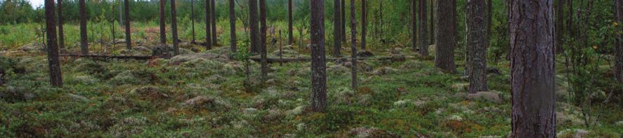 Soiden aluejaossa alue sijoittuu Pohjois-Pohjanmaan aapasoiden ja Kainuun aapasoiden vaihettumisvyöhykkeeseen. Alueen metsät ovat pääosin karua mäntyvaltaista boreaalista havumetsää (Kuva 4-7).
