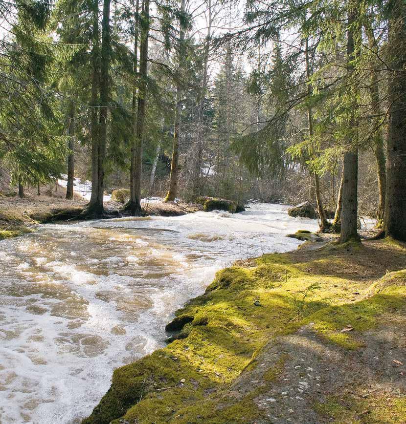 Koskimaisema.