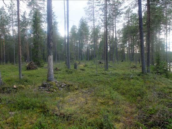 Linnusto on yleisesti ottaen melko niukkaa. Vesilintuja ei havaittu lainkaan. Maalinnustokin on niukan puoleista sekä lajimäärältään että tiheydeltään.