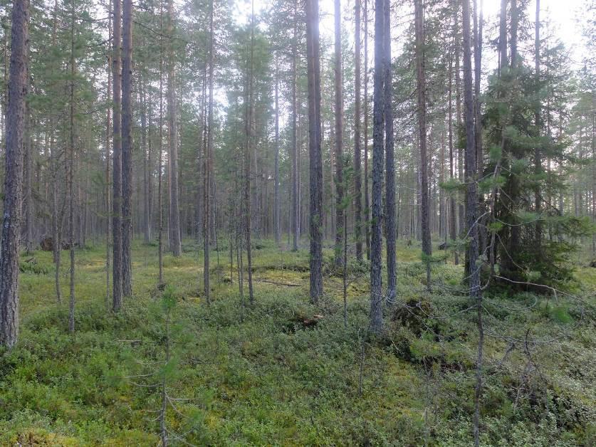 ykkösluokan pohjavesialuetta. Alueen metsäkasvillisuus on kauttaaltaan harjualueille tyypillisesti kuivahkoa tai kuivaa mäntyvaltaista kangasta.