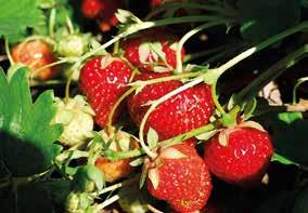 OMINAISUUDET JA EDUT Griino Riviväliseos on monivuotisten viljelykasvien, kuten mansikan riviväleihin tarkoitettu siemenseos.