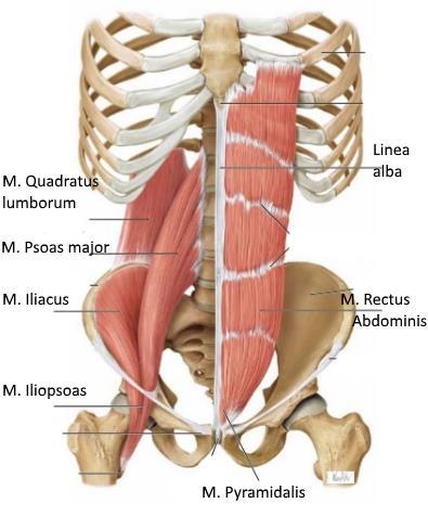17 KUVA 7. Vatsan alueen anterioriset ja posterioriset lihakset (Schuenke ym.