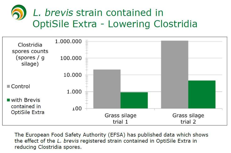 Lactobacillus brevis OptiSile Extra säilöntäaineessa alentaa Clostridium-pitoisuuksia Clostridium-itiöitä