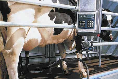 TIEDOT JOKAISESTA LYPSYASEMASTA TANDEM, KALANRUOTO TAI KARUSELLI Tandem- ja kalanruotoasema lehmäliikenne hallinnassa Järjestelmänohjain ohjaa täysautomaattisesti lehmäliikennettä Tandem-asemassa.