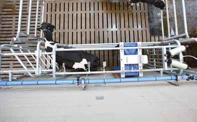 Automaattisten erottelu- ja lajittelusääntöjen lisäksi lehmät voidaan