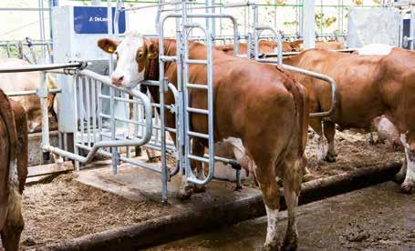 seosrehuruokinnan käyttäminen edellyttää karjan jakamista useampiin ryhmiin, jos karjan rehukustannukset halutaan pitää aisoissa ja karja terveenä.