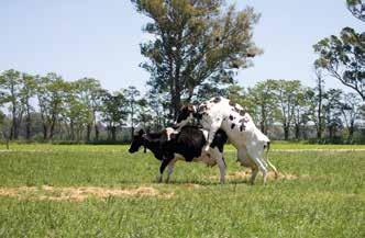 Lehmien jatkuva valvonta hedelmällisyyden hallinta Optimoi lehmiesi terveys ja tuottavuus käyttämällä 2.