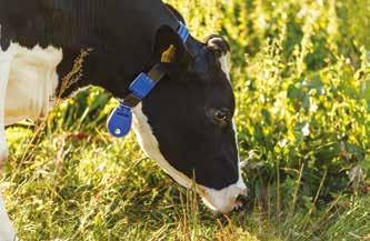 Samalla mahdollisuus tunnistaa alkamassa oleva kiima ajoissa kasvaa myös hiljaisessa kiimassa olevien lehmien kohdalla.