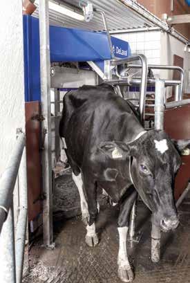 Parempi eläinterveys Yhtenäiset ja tarkat tiedot toimivat varhaisena varoitusjärjestelmänä, jos jonkin lehmän kuntoluokitus (BCS) ei ole paras mahdollinen.
