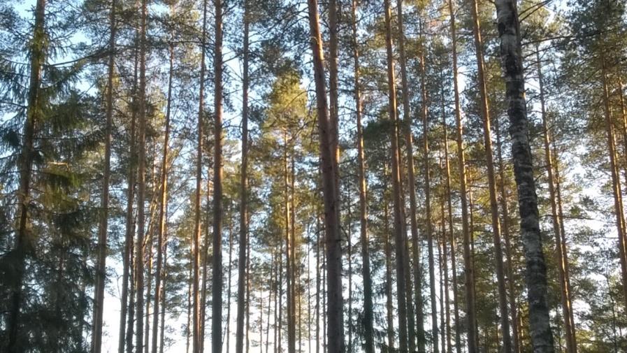 Rakentamiseen ja ylläpitoon tarvitaan ammattitaitoista suunnittelua Luonnonvarat eivät menesty