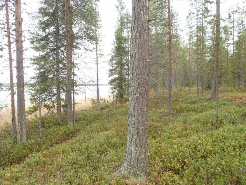 4 Karilan viereisellä alueella rannassa on hiekkaista maaperää, jossa törmä on rantavoimien syömää. Törmältä ei runsaasta koekuopituksesta huolimatta löytynyt merkkejä muinaisjäännöksistä.