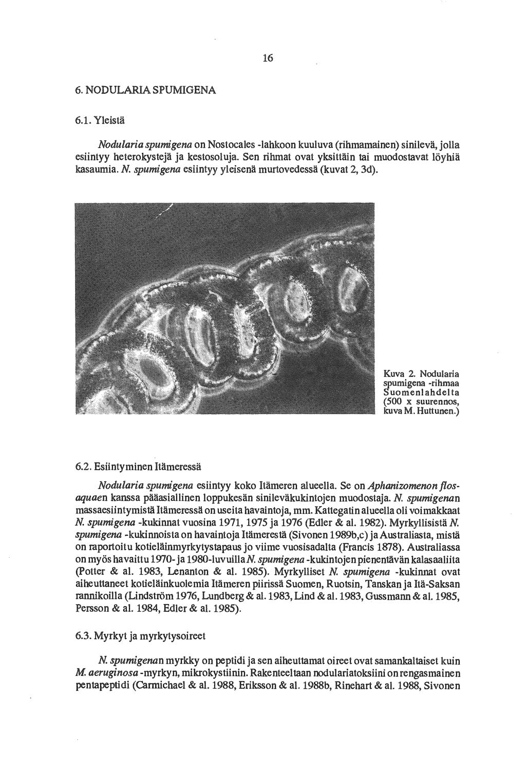 16 6. NODULARIA SPUMIGENA 6.1. Yleistä Nodularia spumigena on Nostocales -lahkoon kuuluva (rihmamainen) sinilevä, jolla esiintyy heterokystejä ja kestosoluja.