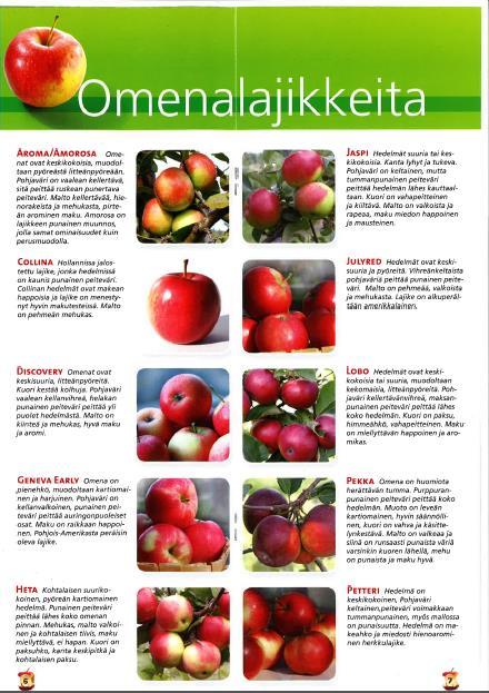 Liite 6. Lajikeinfo omena Lähde: http://www.hedelmatmarjat.