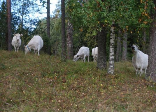 Hoidon laadukkaasti RESURSSIEN