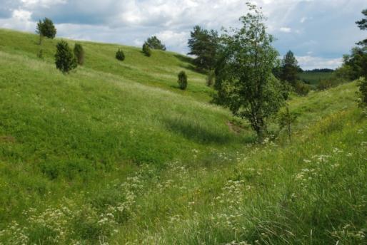 Kansainväliset ja kansalliset velvoitteet ohjaavat toimintaa Biologista monimuotoisuutta koskeva