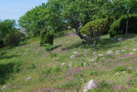 ekosysteemeille Natura 2000 luonto- ja lintudirektiivit Lajit, luontotyypit, Natura-alueet Kansallinen