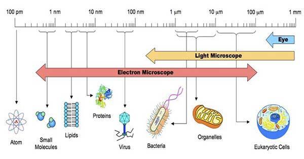 Mikrobien ja solujen kokoluokkia https://microbiologyinfo.