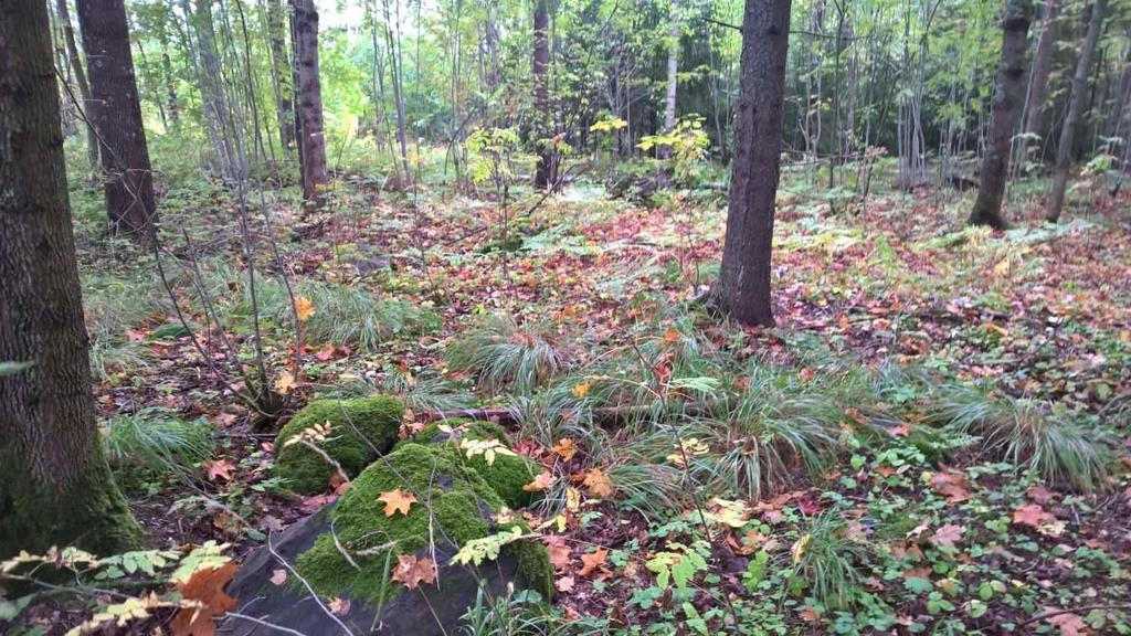 Metsikön sisäosissa metsäkastikkaa kasvaa runsaammin