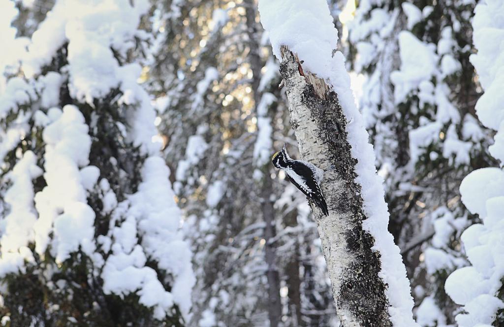 Oulun Sanginjoen metsän linnusto ja sen muutokset Pohjantikka on Sanginjoen alueen suojelua edistävän liikkeen tunnuslintu.