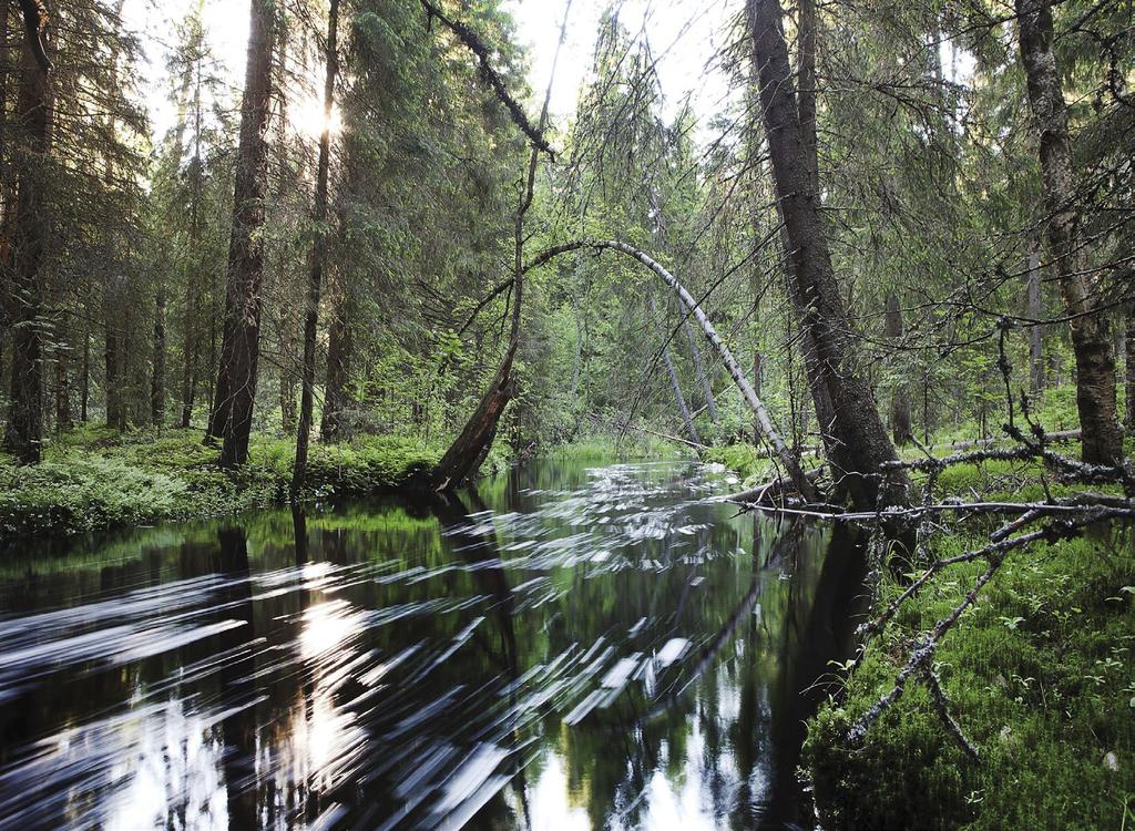 Kalimeenoja virtaa Sanginjoen vanhojen kuusikoiden poikki. The Kalimeenoja stream runs through the old Spruce forests of the Sanginjoki area.