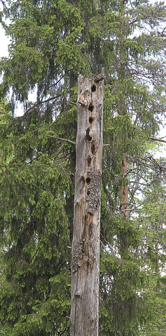 Tutkimus kaupunginvaltuusto hylkäsi kiivaita tunteita herättäneessä kokouksessaan kolmen hengen virkamiestyöryhmän laatiman kompromissiesityksen 1156 ha:n kokoisen suojelualueen perustamisesta.