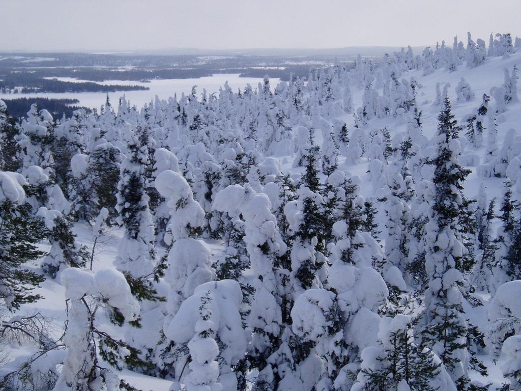 MIKSEI ILMASTON MUUTOS NÄY SUOMEN PUIDEN KASVUSSA?