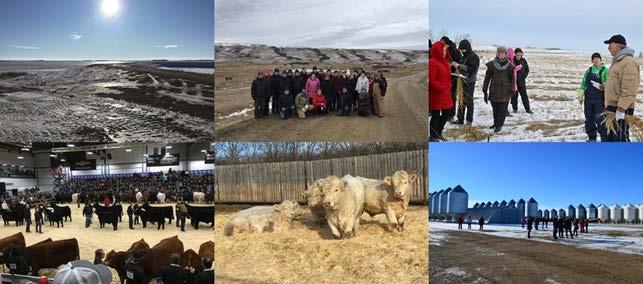 Naudanlihantuottajien matkalla Kanadassa nähtiin upeita eläimiä ja talvista preeriaa.