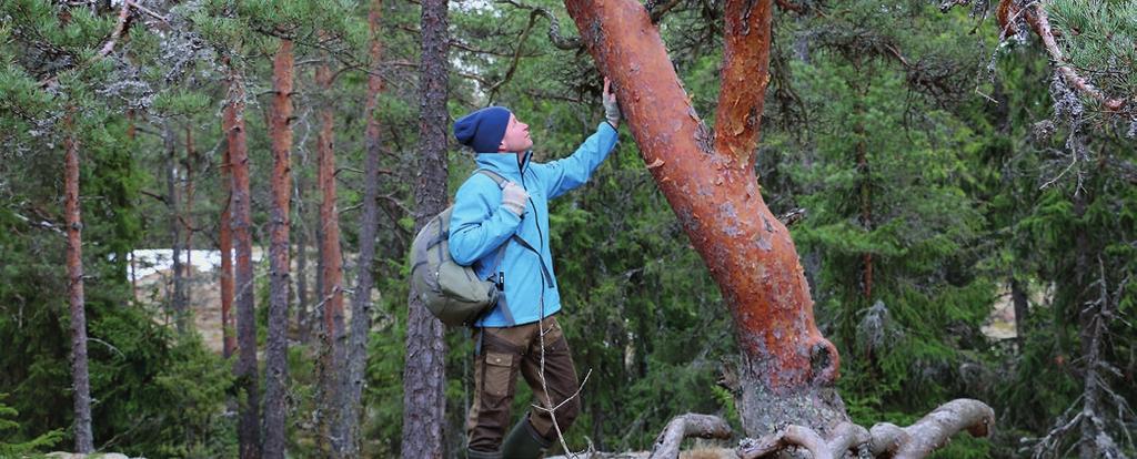 MIKÄ SINULLE ON TÄRKEÄÄ METSÄSI HOIDOSSA? Tuo metsänhoidolliset tavoitteesi esiin puun myyntiä suunniteltaessa.