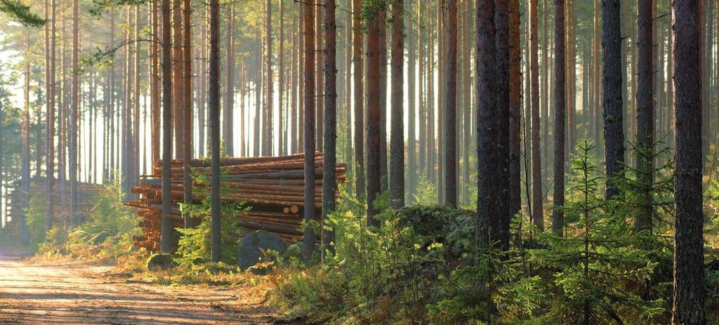 Hoidamme metsänhakkuusopimuksen tekemisen, korjuun ja mittauksen valvonnan sekä niihin liittyvät asiakirjat. Pidämme sinut ajan tasalla puukaupan ja korjuun edistymisestä.