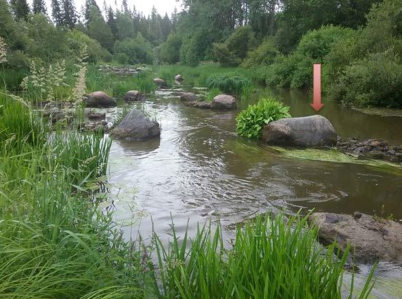 Kuva 22. Niskamurtuman jälkeen uoma jatkuu hyvin hidasvirtaisena.