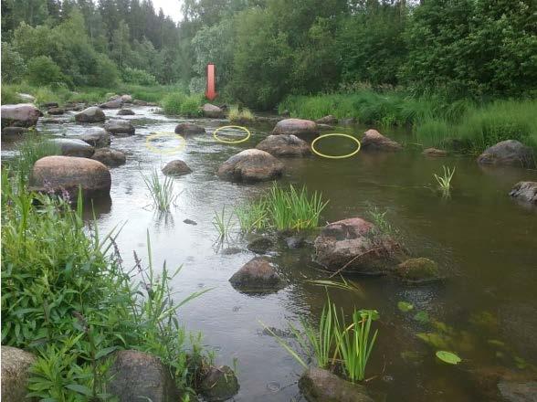 Kuva 24. Kosken keskialuetta. Alueella kasvaa hitaasta virtauksesta johtuen runsaasti kasvillisuutta, muun muassa ulpukoita. Kuva 25.