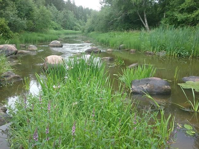 Kuva 32. Vuohenpäänkosken alaosa heinäsaarekkeen päältä kuvattuna. Päävirta kulkee alaosan saarekkeiden oikealta puolelta.