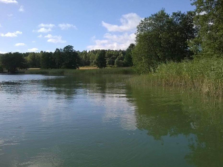 Kuva 21. Humaljärven pohjoisrantaa, 8.9.215. Kuva Luvy ry, Jorma Valjus. Järvessä syntyvän orgaanisen aineksen, pääasiassa levämassan, määrällä ja bakteerihajoamisella on suuri merkitys Humaljärvellä.