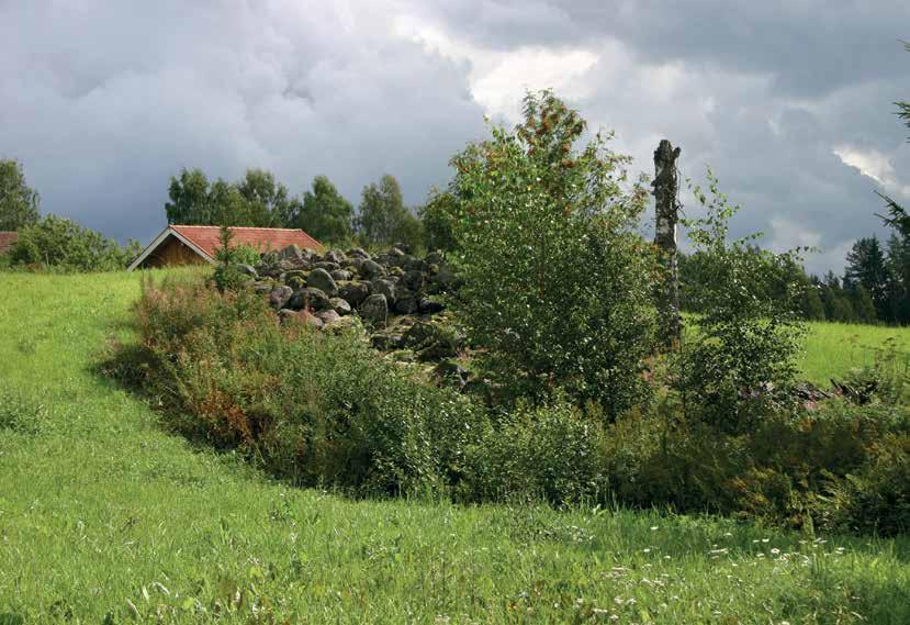 Pellot Viljelyröykkiö pellon keskellä Juvan Maivalan kylässä. Kuva Leena Lahdenvesi-Korhonen.