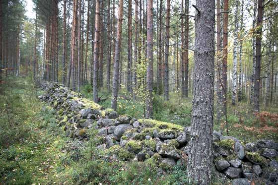 RAUTATEIDEN KIVIAIDAT Kiviaitoja rakennettiin myös vanhimpien rautateiden varsille pitämään karja poissa radalta.