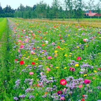 Koristekukka Diana Koristekukka Diana Blomster Diana Yksivuotinen monimuotoisuuspeltomaisema EU-tuki 300 /ha.