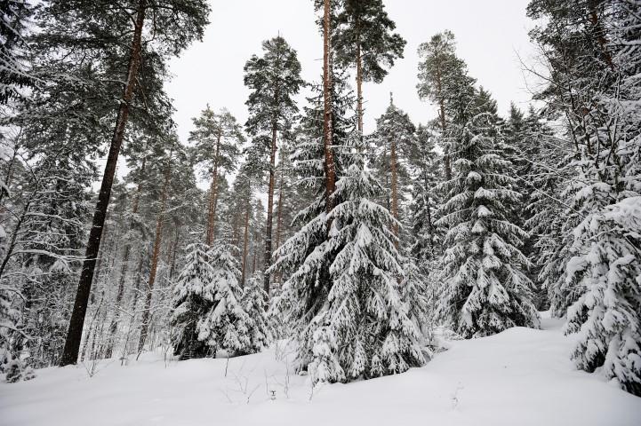 Tornator Oyj Tilinpäätös ja toimintakertomus 1.1 31.12.