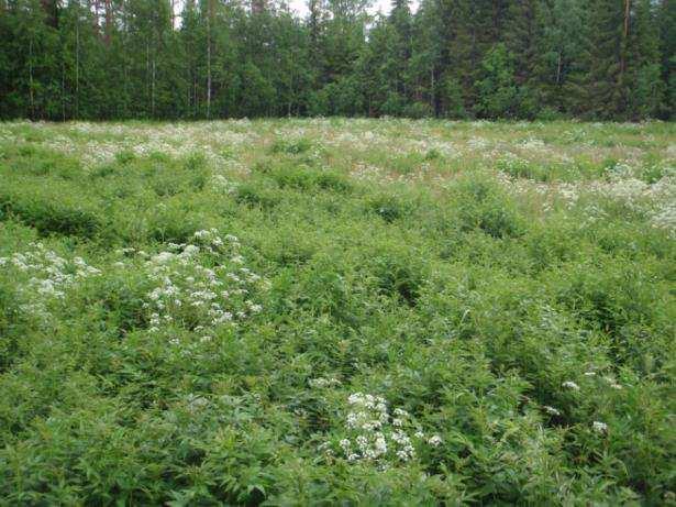 Täydentävien ehtojen rikkomusta voidaan pitää tavanomaisena.