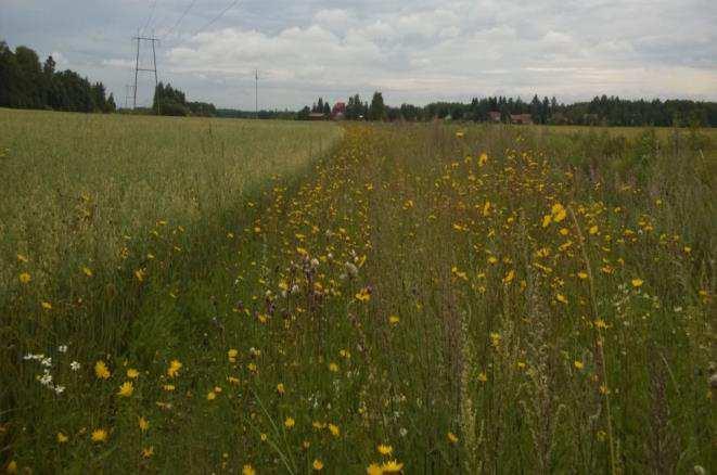 Suojakaistan on sijaittava pellolla Ympäristökorvauksen suojakaistan