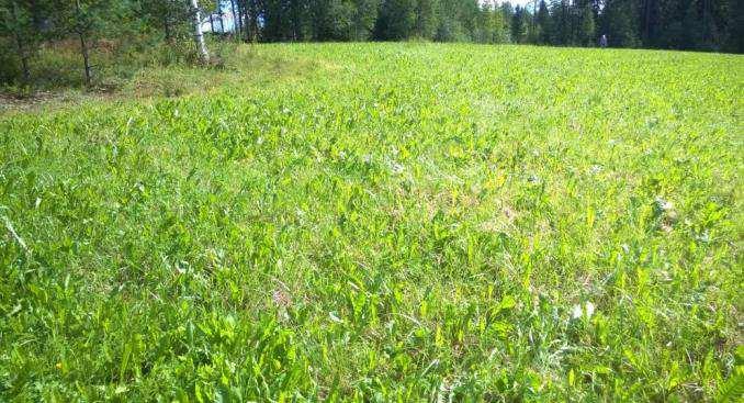 Seuraamukseen vaikuttaa kuitenkin mm. se miten isolla osaa tilan alasta on rikkakasveja ja miten paha rikkakasvitilanne on. Ilmoitettu kasvi on mv. säilörehunurmi.