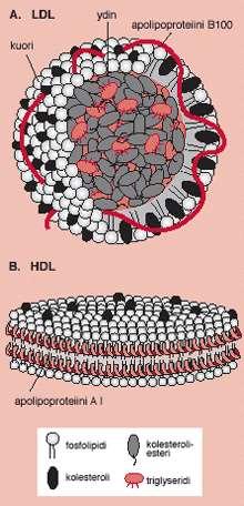 Hoidon tavoitteet ja keinot Veren rasvavalkuaiset eli lipoproteiinit LDL = paha kolesteroli