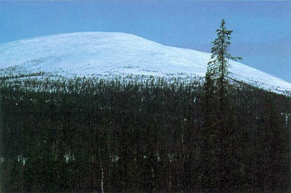 Tieteen tori Folia Forestalia 1996(3) Renvall (1912) aloitti väitöskirjallaan männyn uudistumista koskevan tutkimuksen ja samoihin aikoihin myös männyn viljelyn metsänrajan pohjoispuolelle Utsjoelle.
