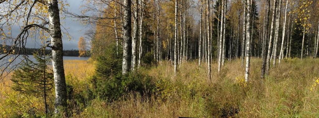 Rakentamisalueilla pintakasvillisuus poistuu ja saattaa lähialueilla muuttua.